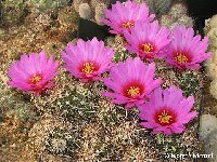 Echinocereus barthelowanus ©Juergen Menzel.jpg